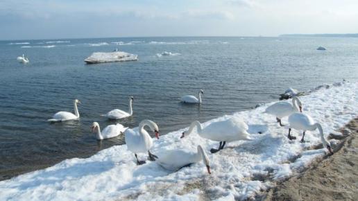 Rewa - łabędzie, Małgorzata Hnatów