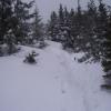 , Janek