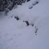 , Janek