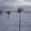 Pole golfowe, Teresa Nowak