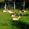 Karnity - Mini ZOO - Daniele, Krzysztof Ch.