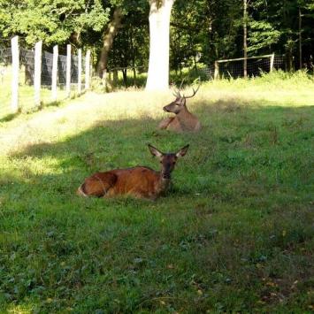 Karnity - Mini ZOO - Jelenie, Krzysztof Ch.
