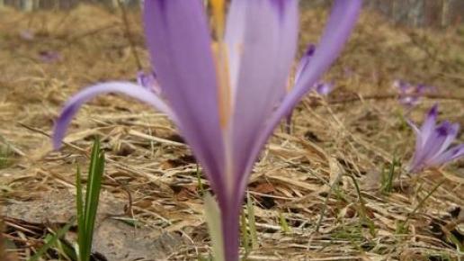 Polana Semikowa, darkheush