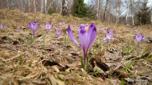 Polana Semikowa, darkheush