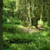 Białowieża , Adam Prończuk