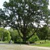Park, Jarosław S.