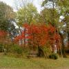 Pruchnicki park, bogdan stan