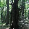 Pszczeliny-Bukowe Berdo-Ustrzyki Górne, Marek Weber