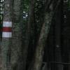 Pszczeliny-Bukowe Berdo-Ustrzyki Górne, Marek Weber