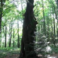 Pszczeliny-Bukowe Berdo-Ustrzyki Górne, Marek Weber