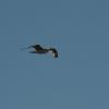 kormoran, Lidka Kwiatkowska
