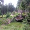 , Wiktor