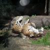 gepard