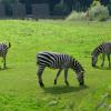 zoo w Opolu