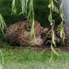 Gepard