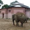zoo we wrocławiu, Arkadiusz Musielak