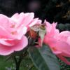 Rosarium w Chorzowie