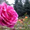Rosarium w WPKiW w Chorzowie