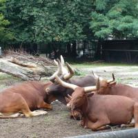 zoo we wrocławiu, Arkadiusz Musielak