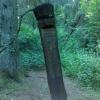 Białowieża - Tajemniczy krąg - przy odrobinie cierpliwości można znaleźć, Adam Prończuk