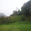 , michal