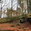 Biskupice - Olsztyn k./Częstochowy, Magdalena