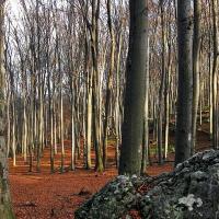 Sokole Góry, Magdalena