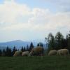 Beskid, Adam Prończuk