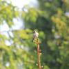 , Adam Prończuk