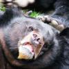 zoo