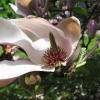 magnolia