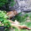 zoo w chorzowie