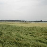 ..między łanami zbóż do miejsca zbrodni.., Zbyszek Mat