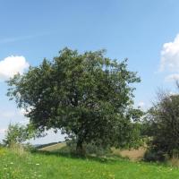 , Magdalena