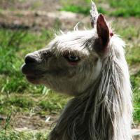 lama