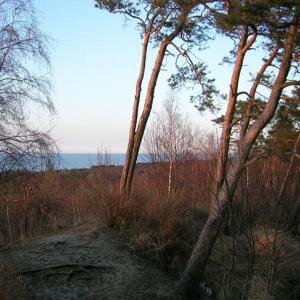 Wielbłądzi Garb w Krynicy Morskiej