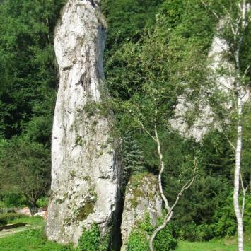 igła deotymy, Magdalena