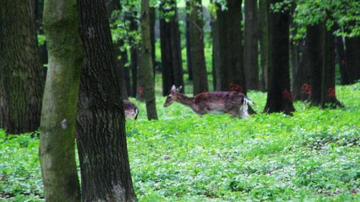 mini zoo w Wilkowicach
