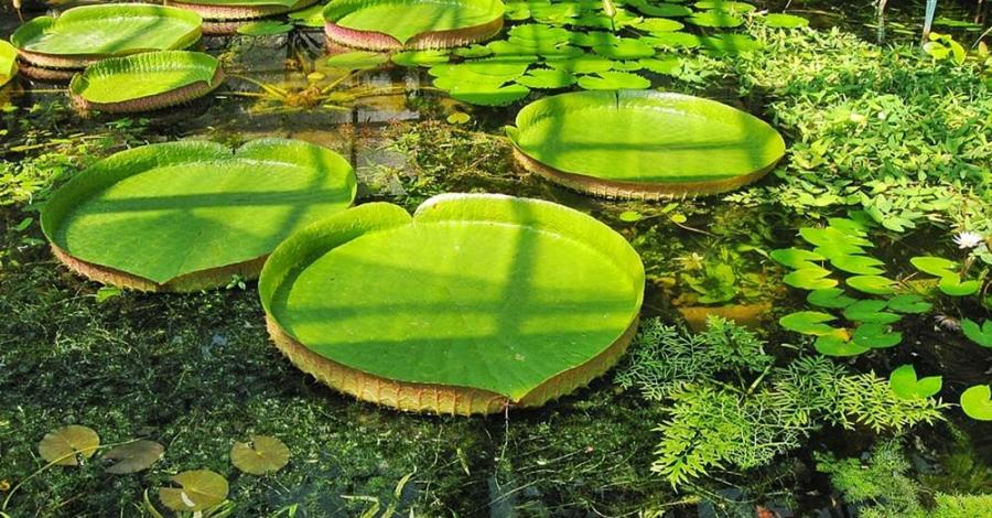 ogród botaniczny w Krakowie - zdjęcie