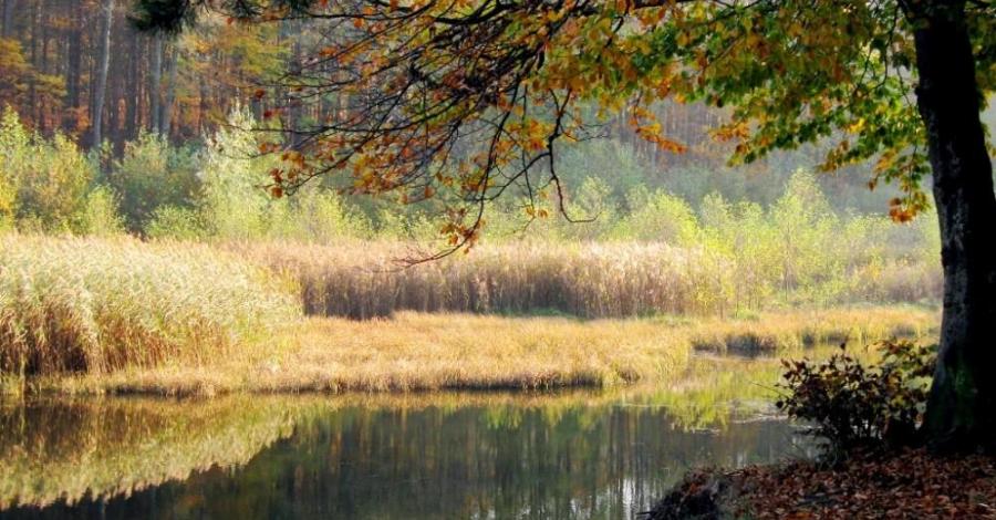 Złoty Potok - dobry na wszystko ;) (ostrężnik ,suliszowice) - zdjęcie