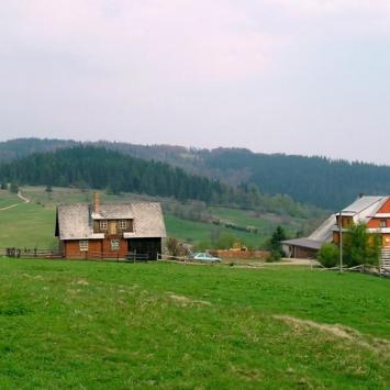 Powalone drzewa - zdjęcie
