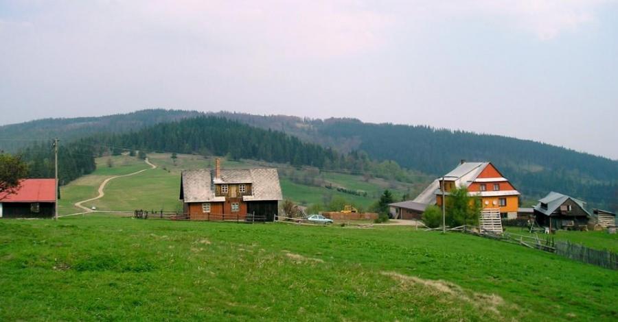Powalone drzewa - zdjęcie