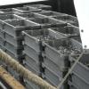 połów cacy, Małgorzata Bednarczyk