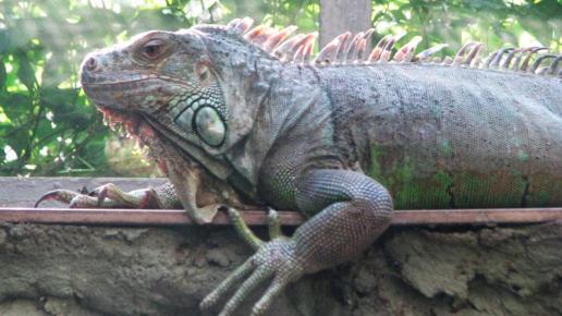Egzotarium Sosnowiec
