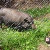 ZOO - świnka wietnamska, Tadeusz Walkowicz