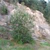 , mokunka