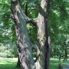Siemianowice- park, Roman Świątkowski
