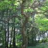 Krzeszowice - park i wiele różnych drzew sprowadzone prze Katarzynę Potocką, Roman Świątkowski