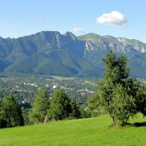 Ząb