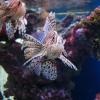 W gdyńskim Oceanarium, Tomek